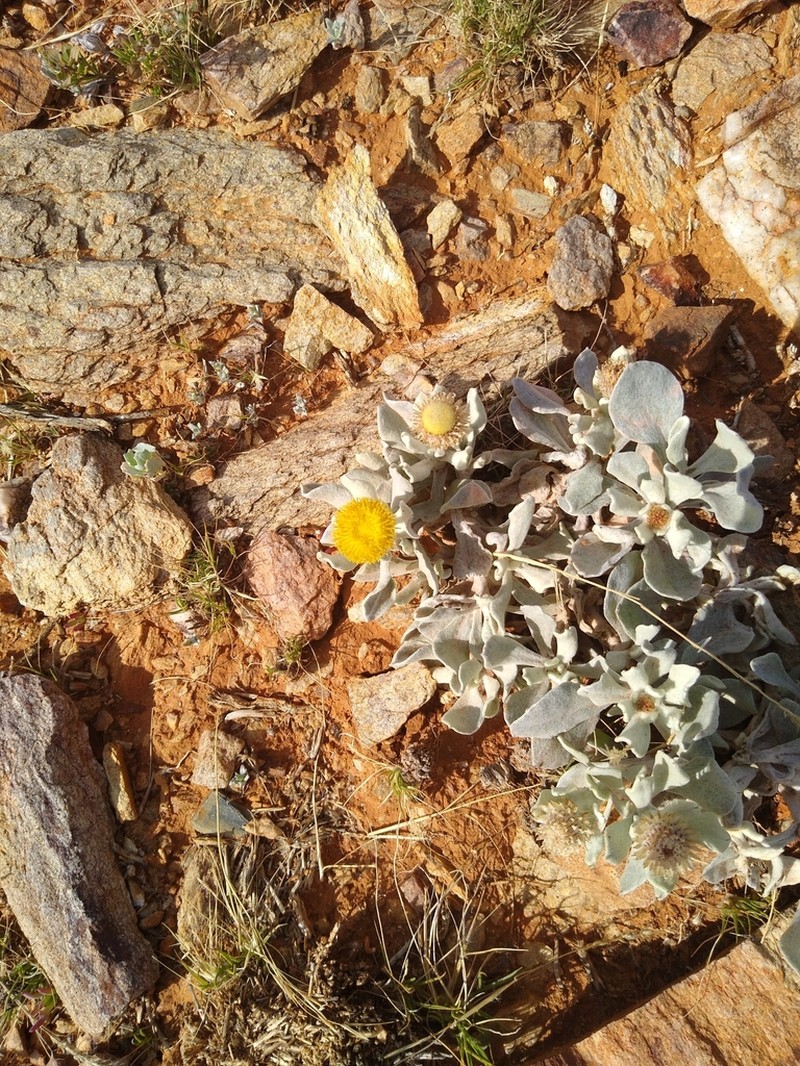 Anemocarpa podolepidium photo 6
