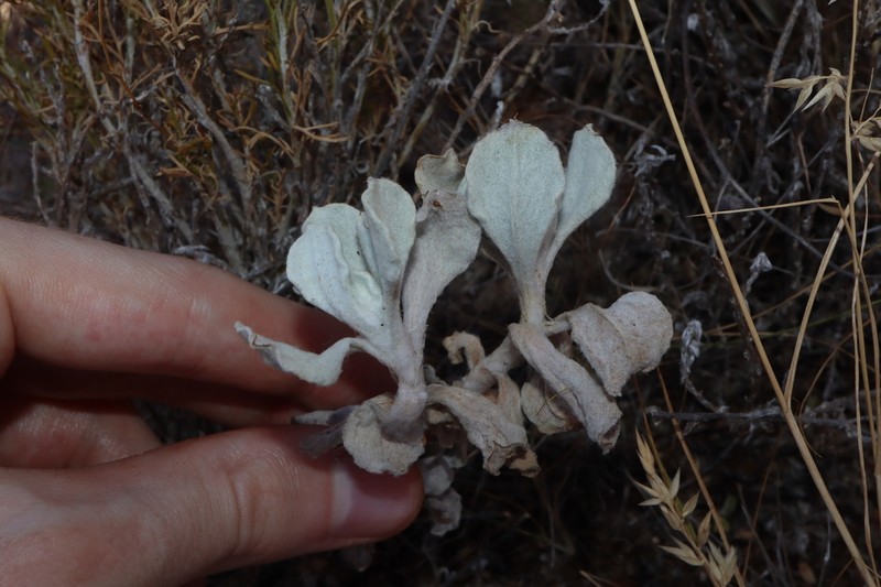 Anemocarpa podolepidium photo 7