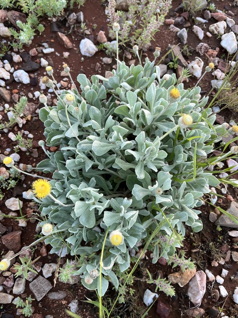 Anemocarpa podolepidium photo 8