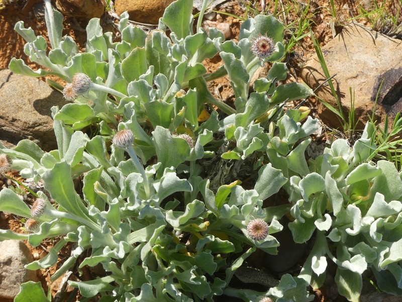 Anemocarpa podolepidium