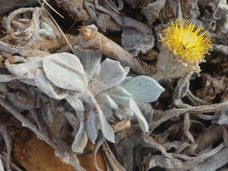 Anemocarpa podolepidium photo 2
