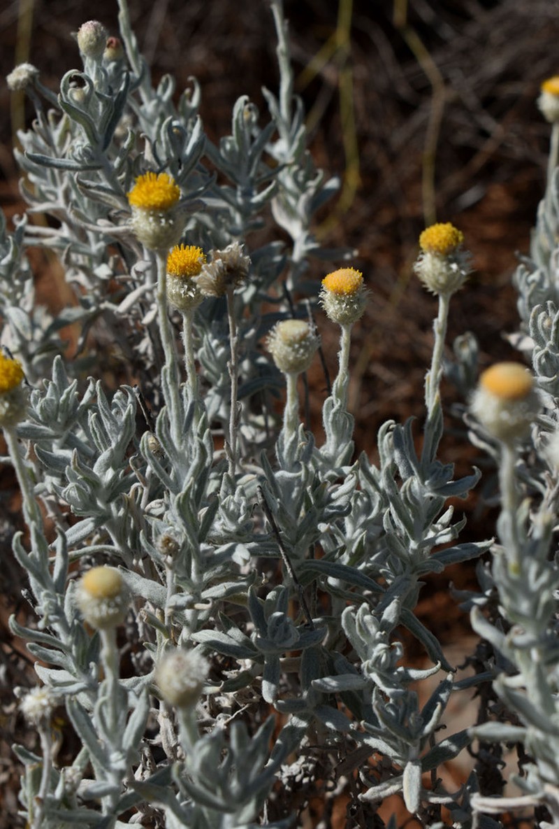 Anemocarpa saxatilis photo 3