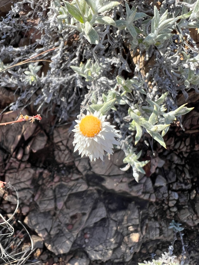 Anemocarpa saxatilis photo 5