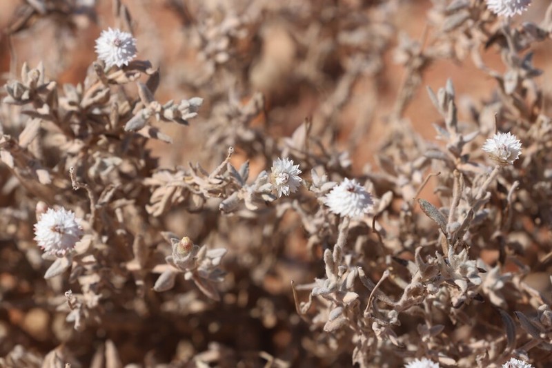 Anemocarpa saxatilis photo 6