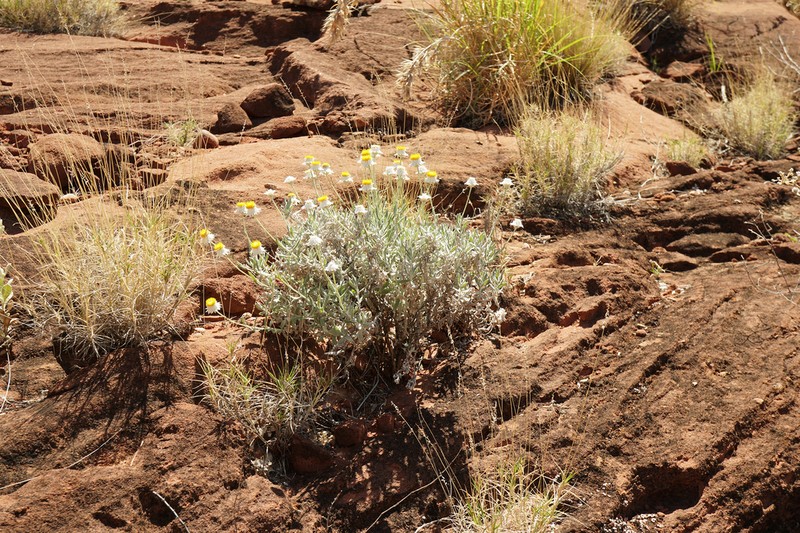 Anemocarpa saxatilis photo 8