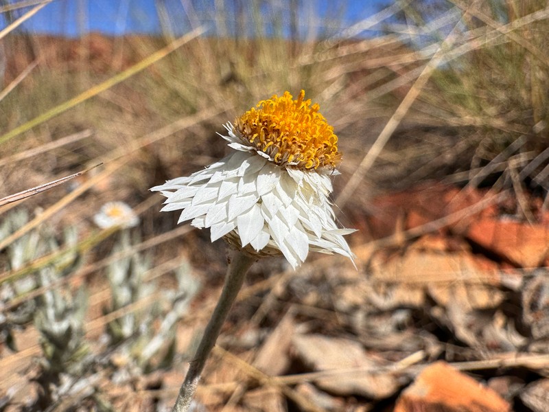 Anemocarpa saxatilis
