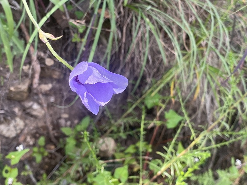 Anemoclema glaucifolium