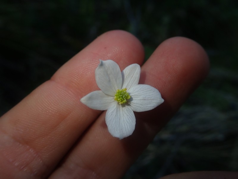 Anemonastrum antucense photo 4