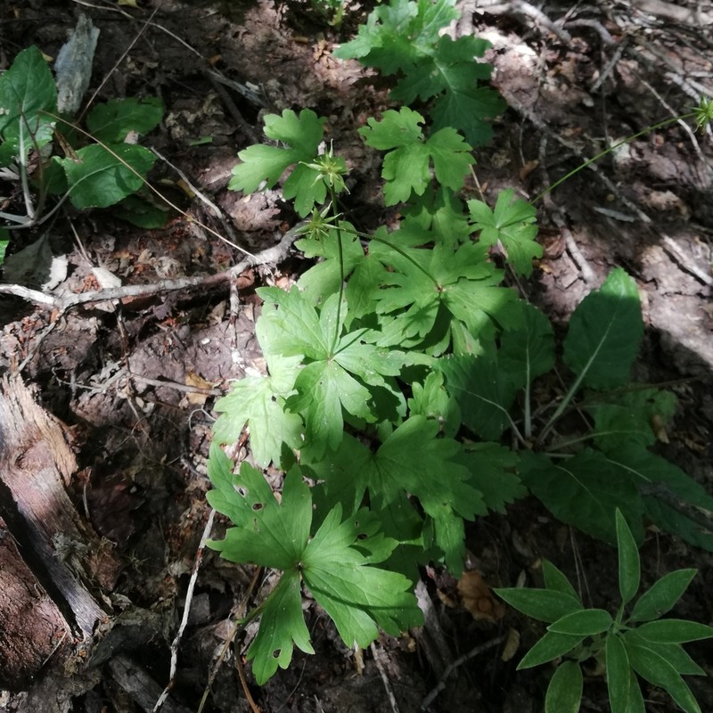 Anemonastrum antucense photo 5