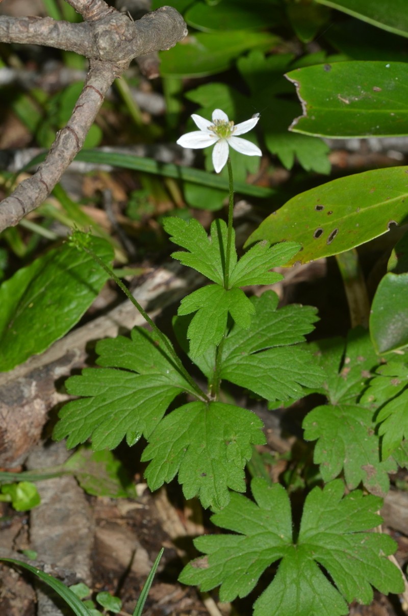 Anemonastrum antucense photo 6