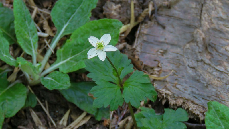 Anemonastrum antucense photo 7