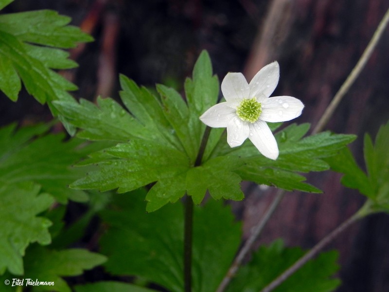Anemonastrum antucense photo 8