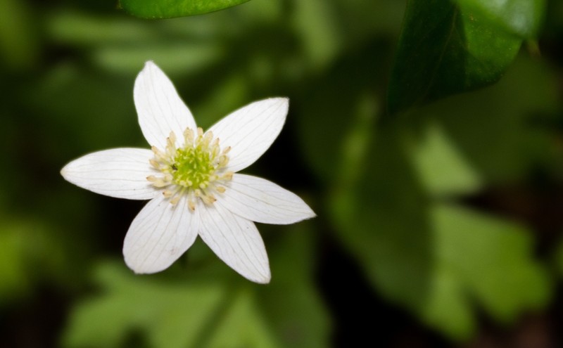 Anemonastrum antucense