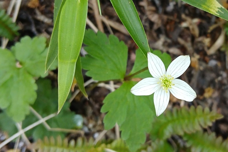 Anemonastrum antucense photo 2