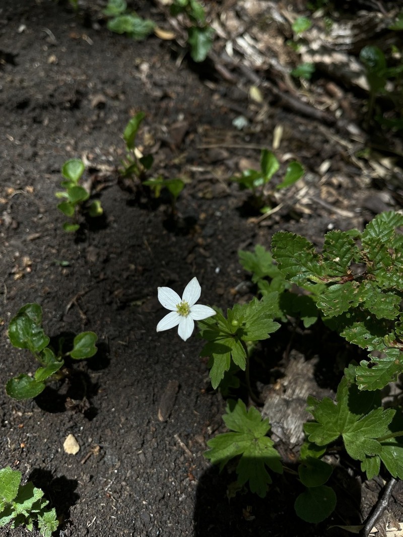 Anemonastrum antucense photo 3