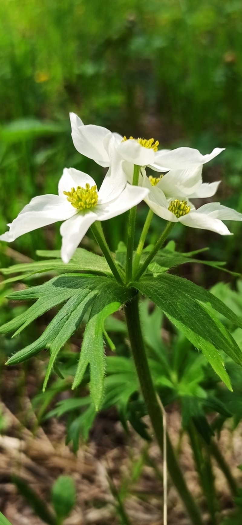 Anemonastrum biarmiense