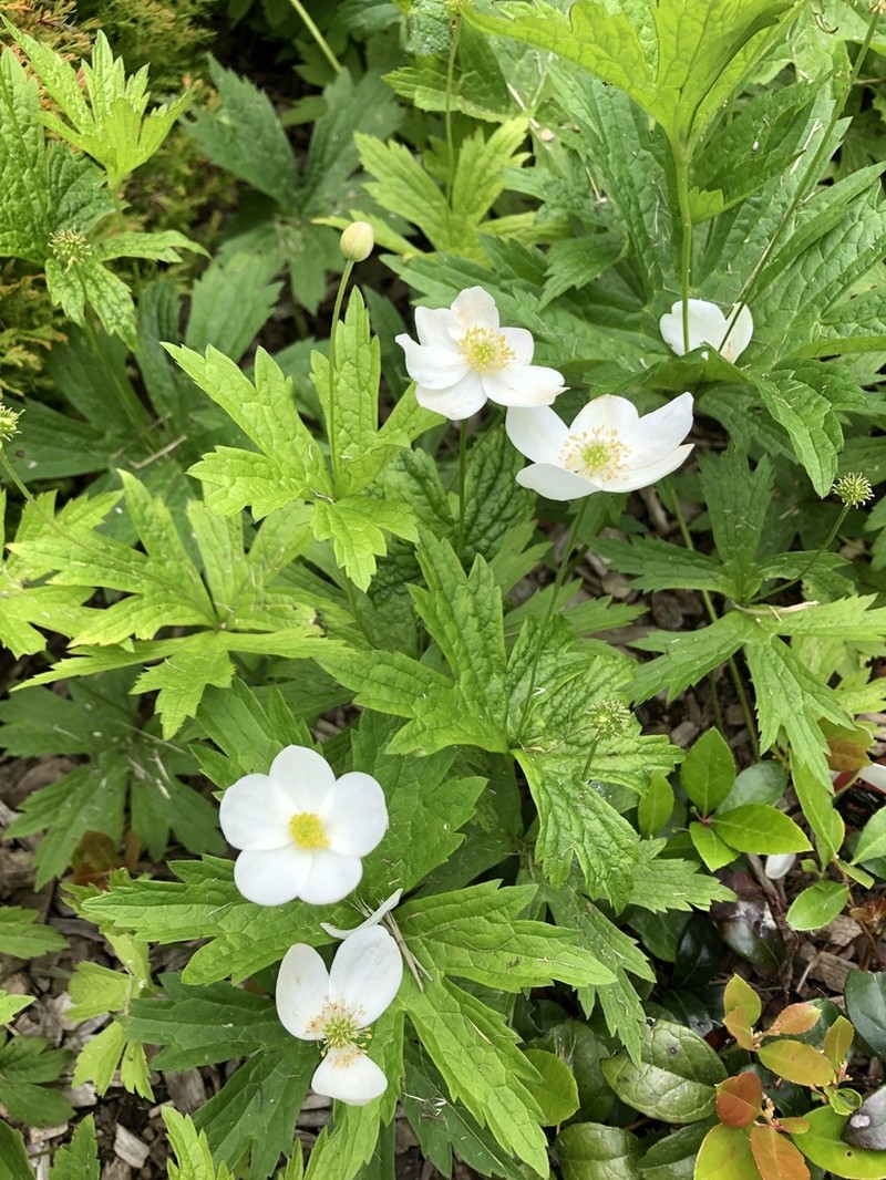 Canadian Anemone