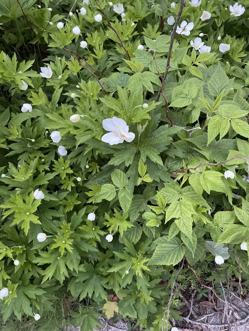 Canadian Anemone photo 2