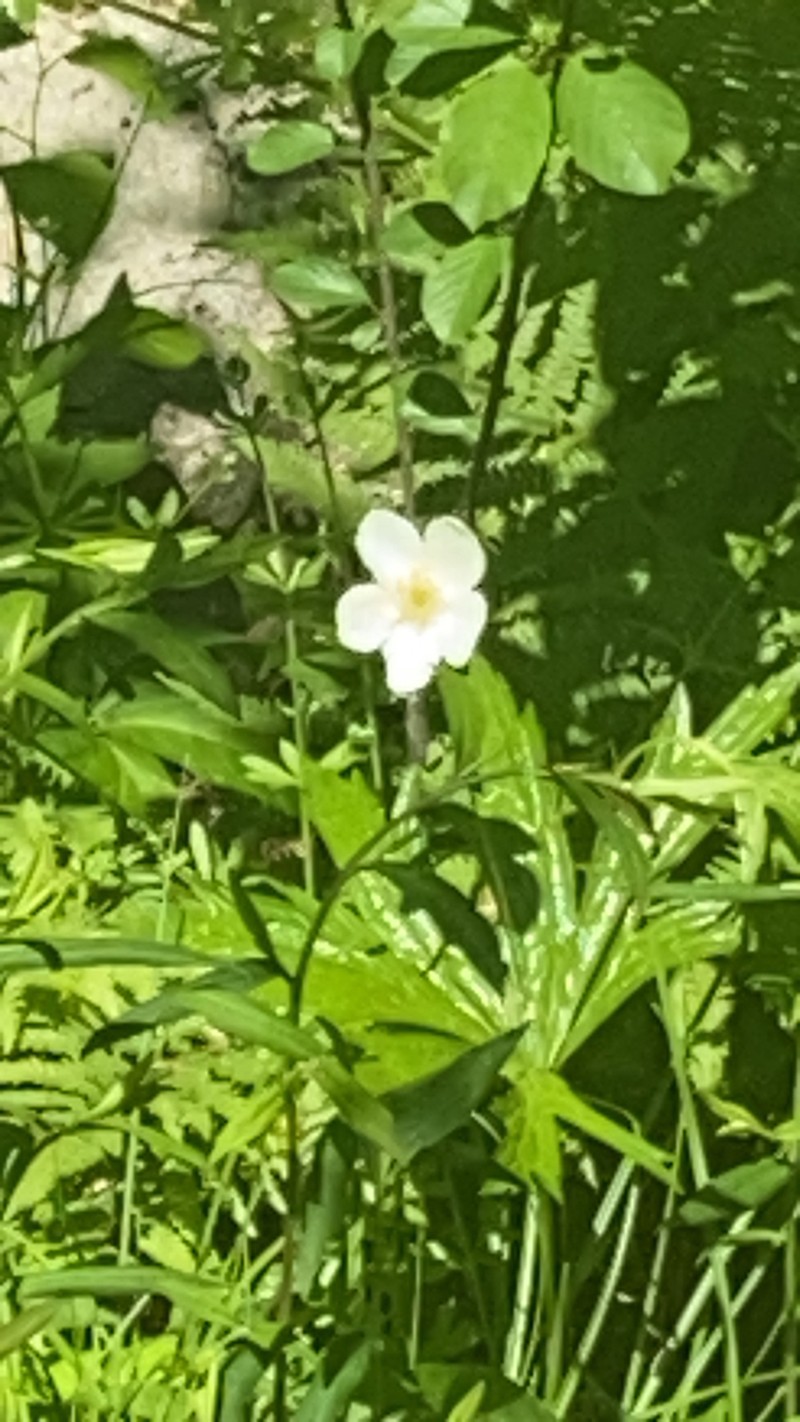 Canadian Anemone photo 3