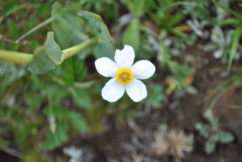Anemonastrum coelestinum