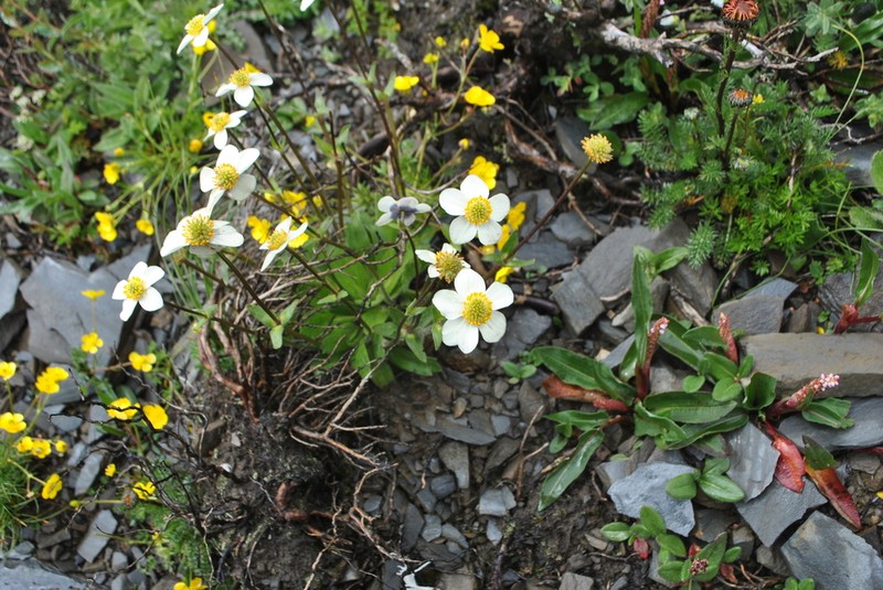 Anemonastrum coelestinum photo 3