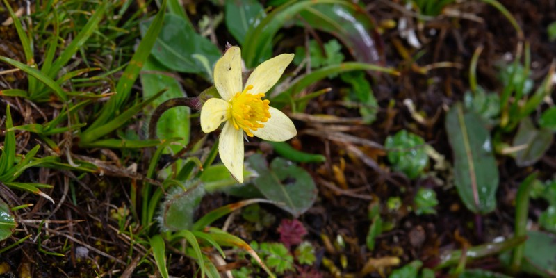 Anemonastrum coelestinum photo 4