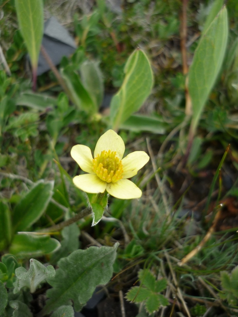 Anemonastrum coelestinum photo 5