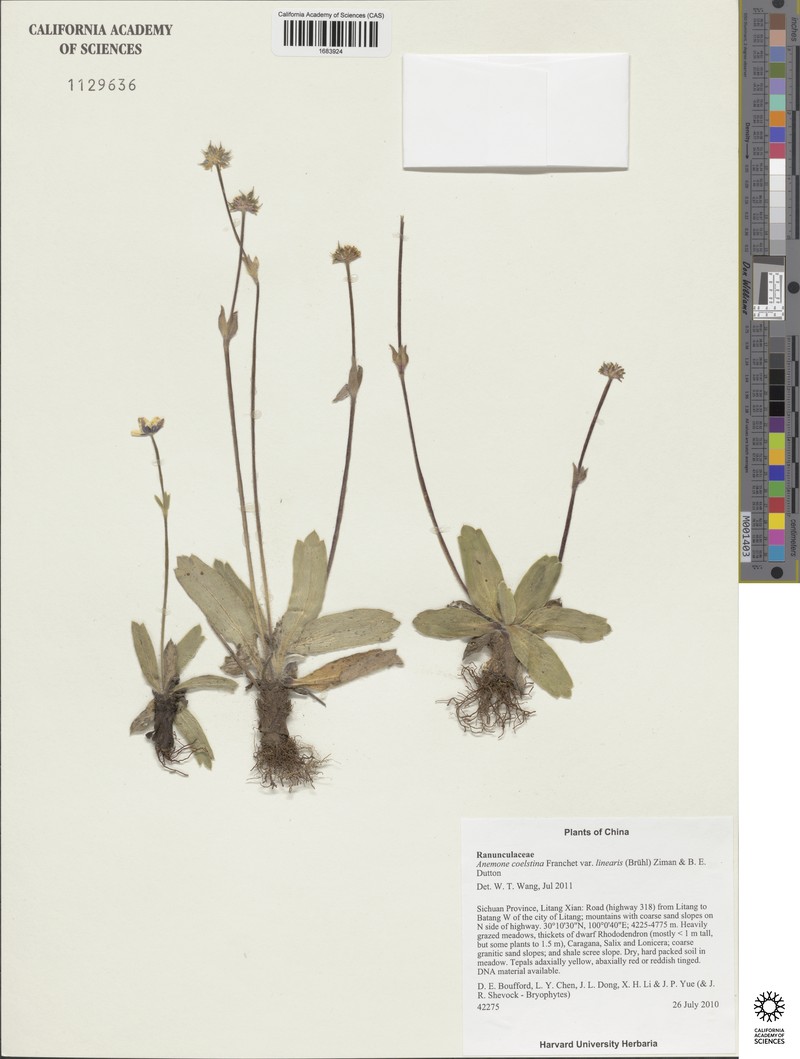 Anemonastrum coelestinum photo 7