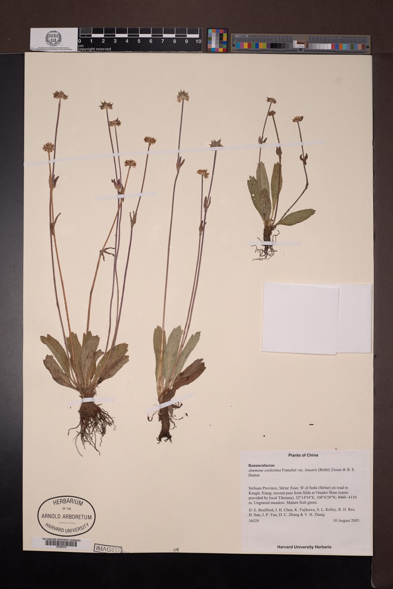 Anemonastrum coelestinum photo 8