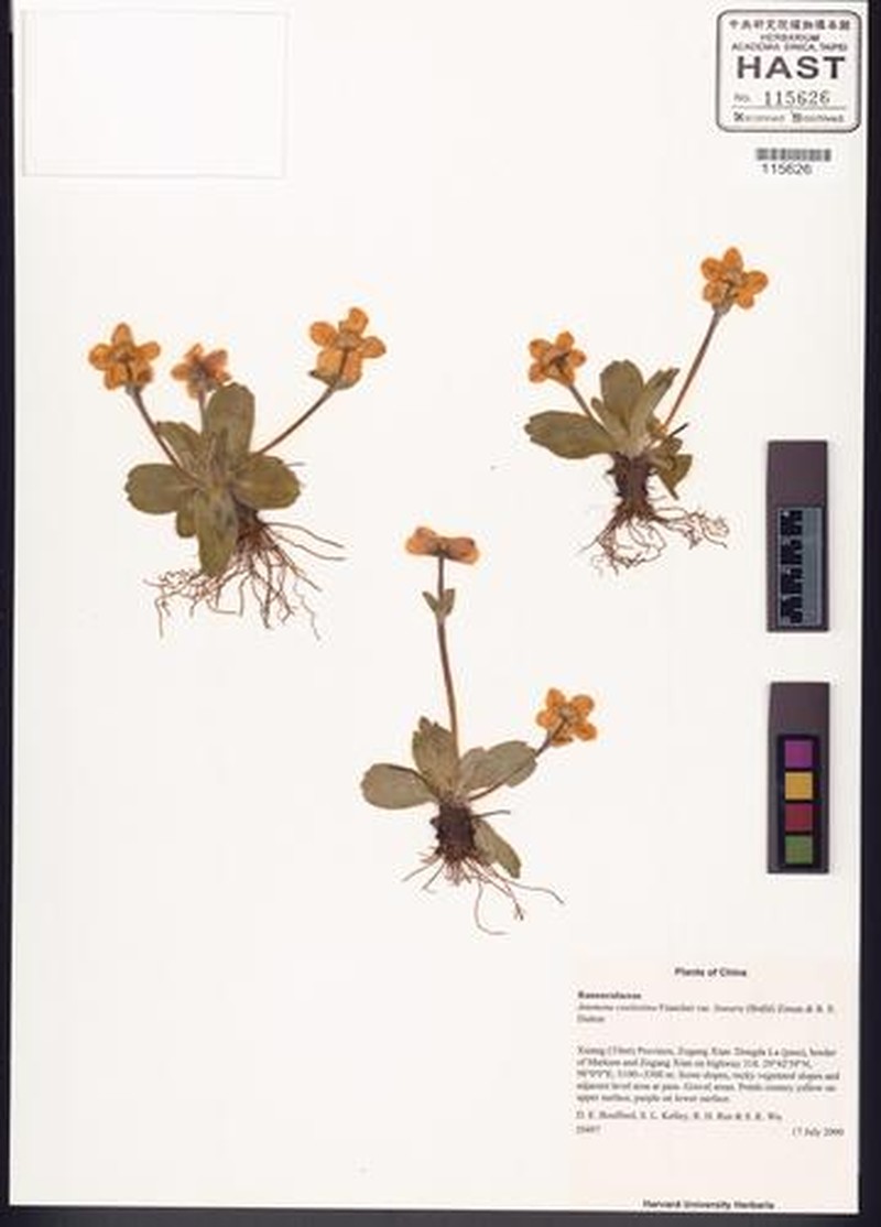 Anemonastrum coelestinum photo 2