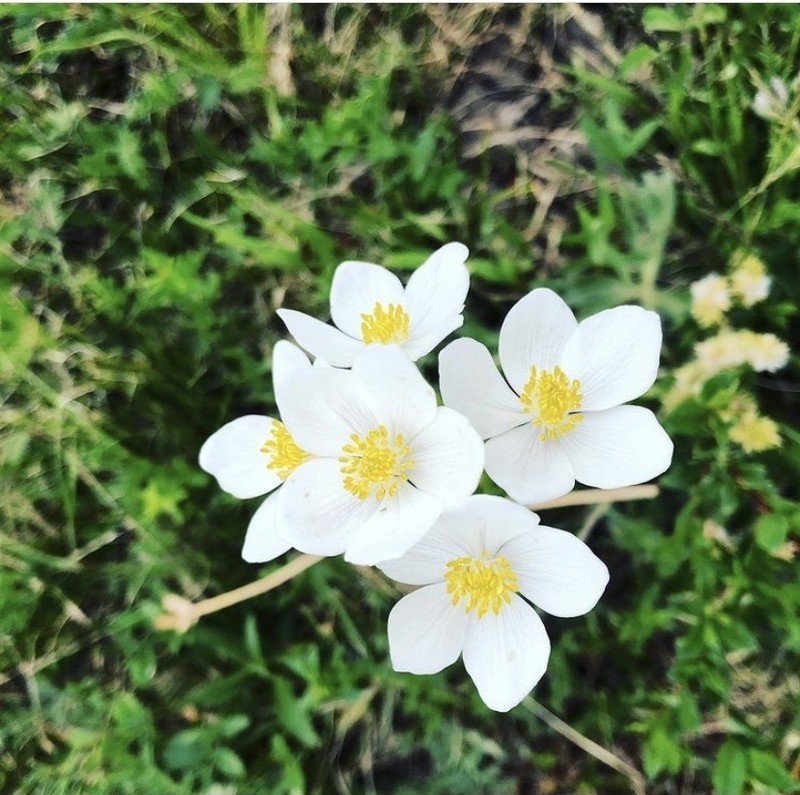 Anemonastrum crinitum