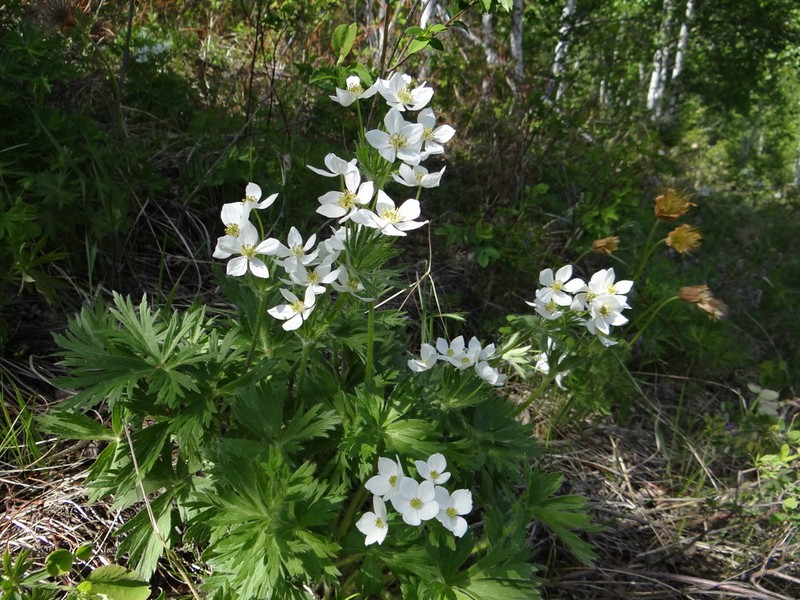 Anemonastrum crinitum photo 2