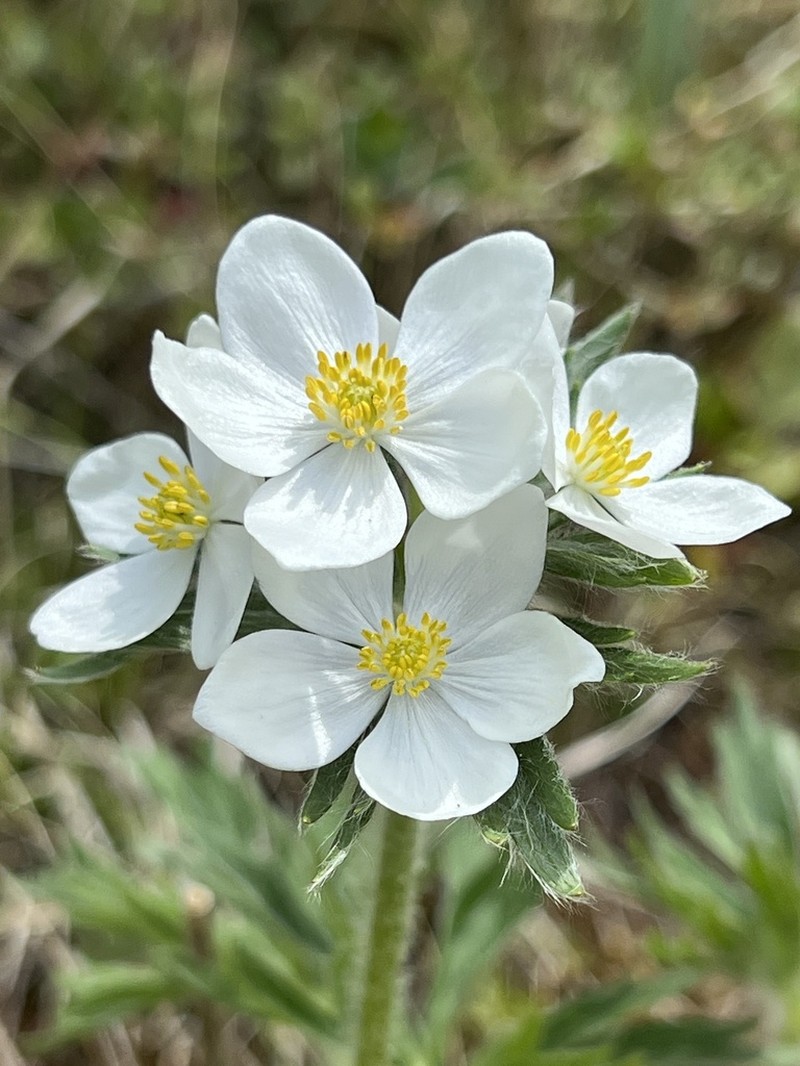 Anemonastrum crinitum photo 3