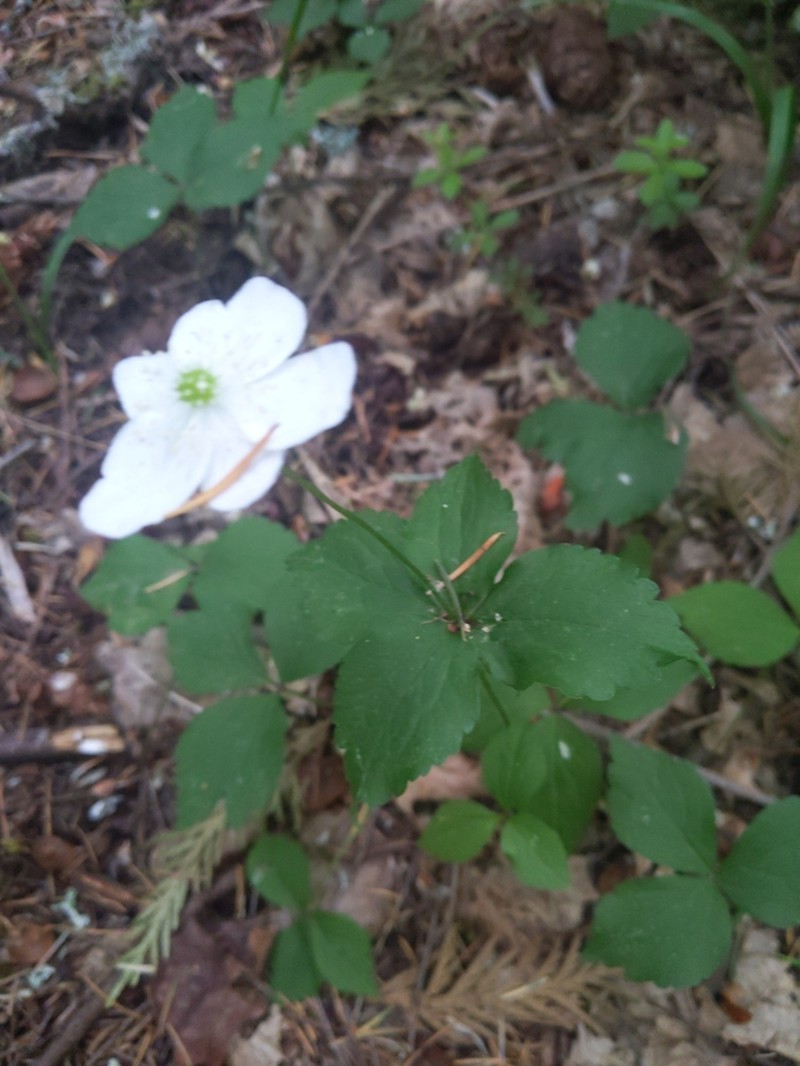 Columbian Windflower