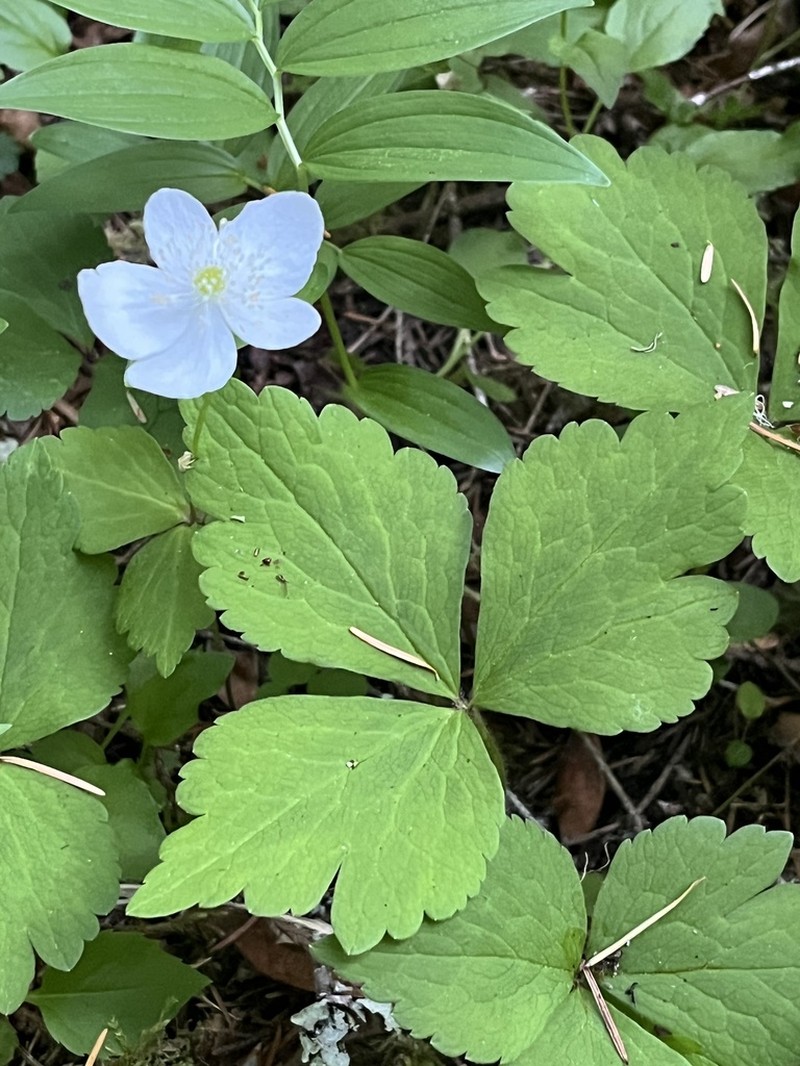 Columbian Windflower photo 2