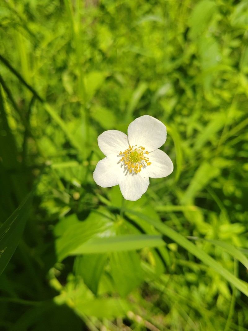 Anemonastrum dichotomum photo 2