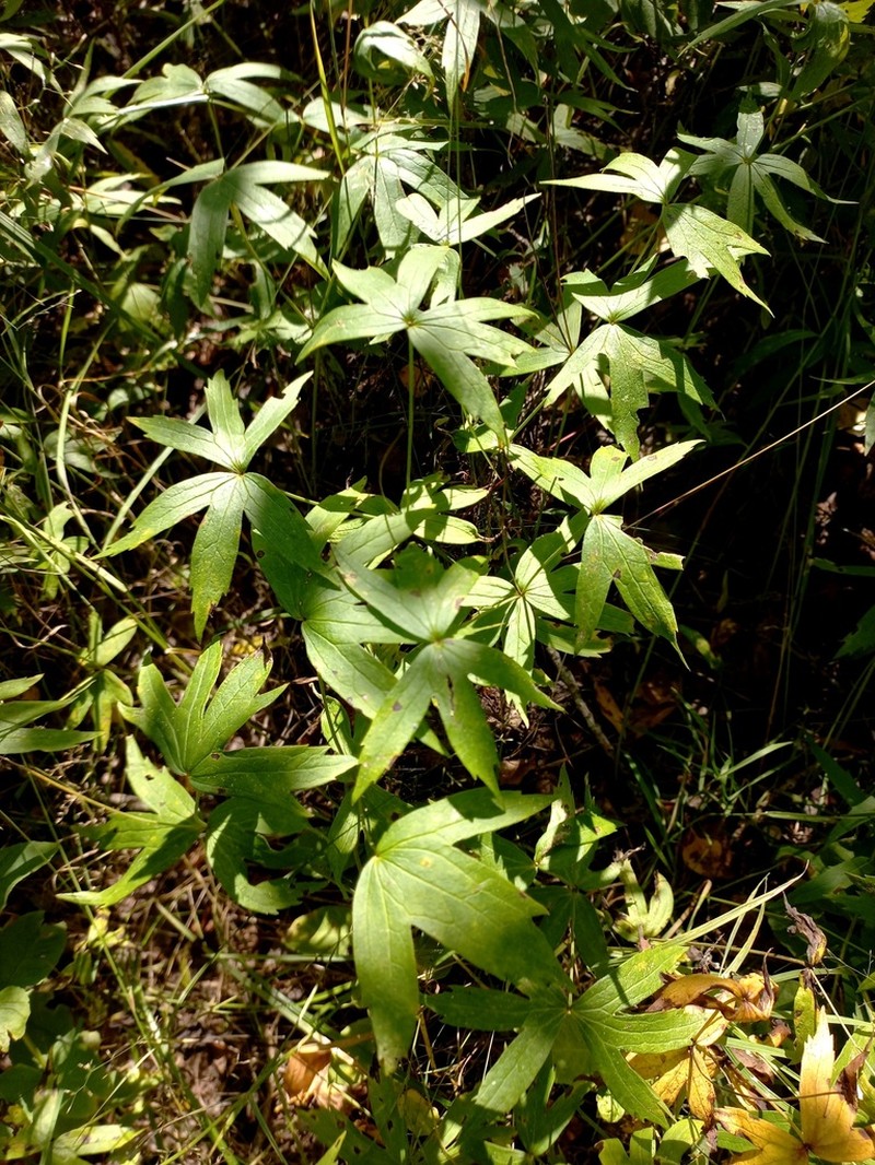 Anemonastrum dichotomum photo 4
