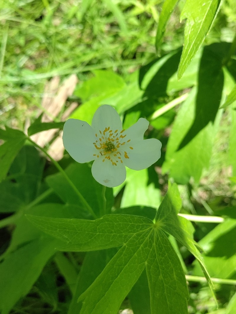 Anemonastrum dichotomum photo 5