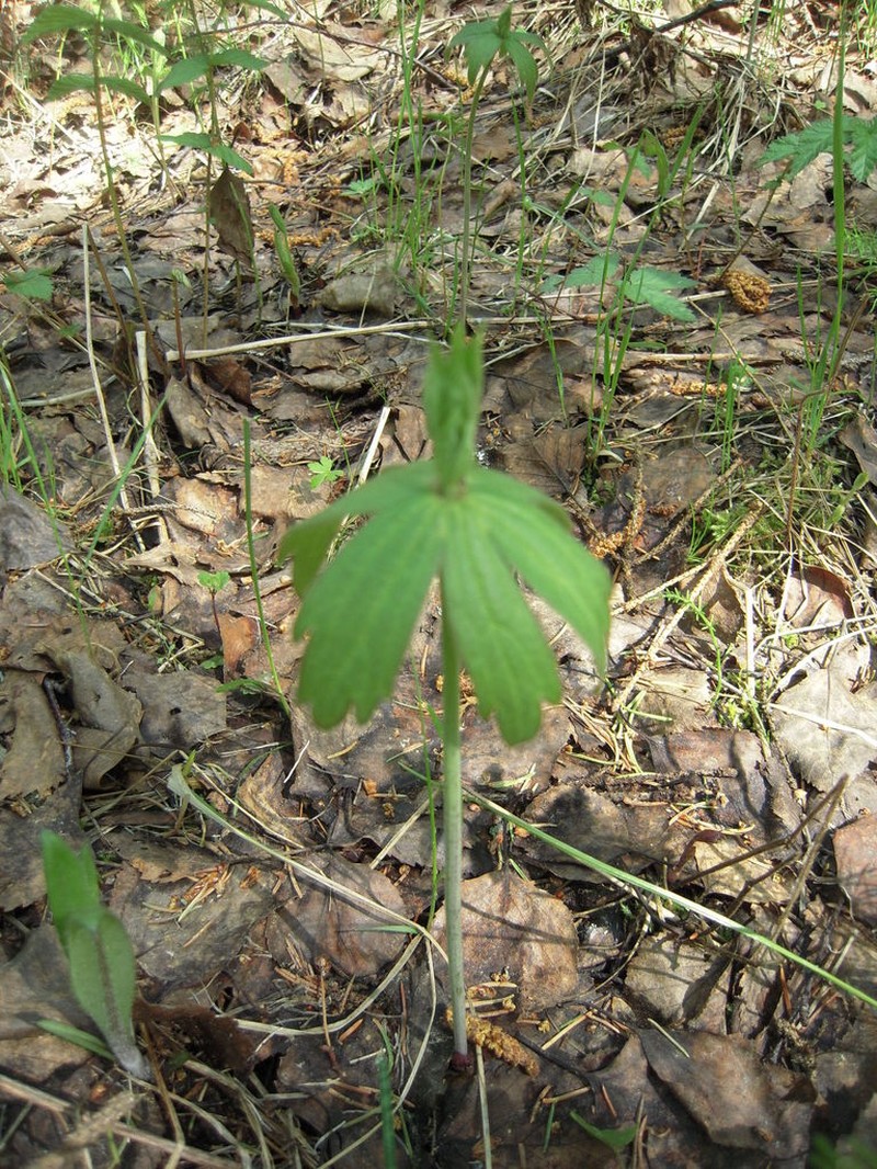Anemonastrum dichotomum photo 7