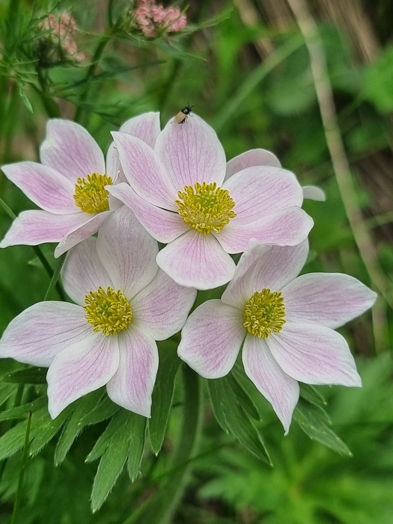 Anemonastrum fasciculatum