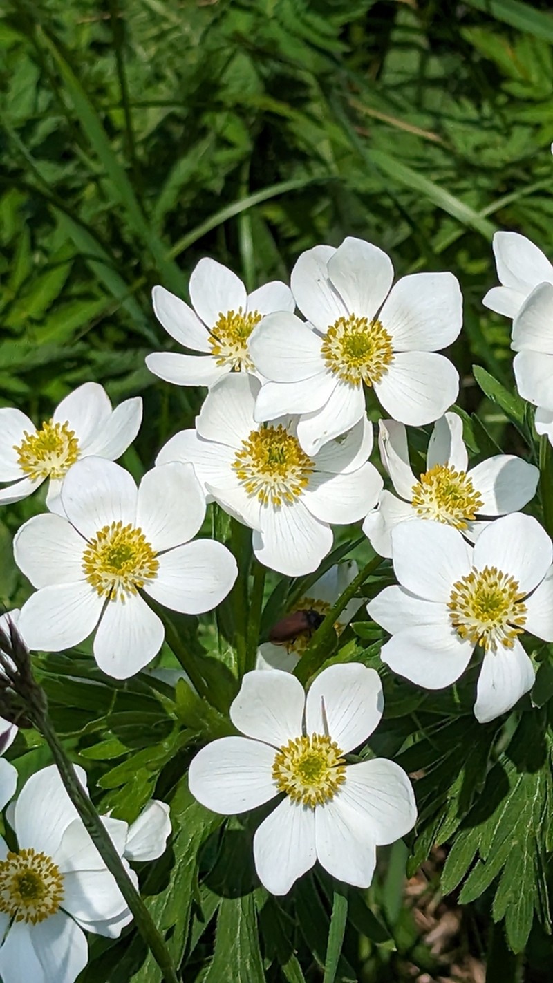 Anemonastrum fasciculatum photo 2