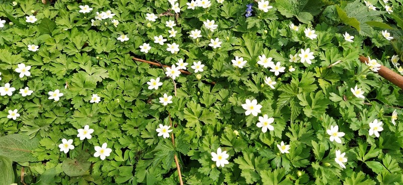 Anemonastrum flaccidum