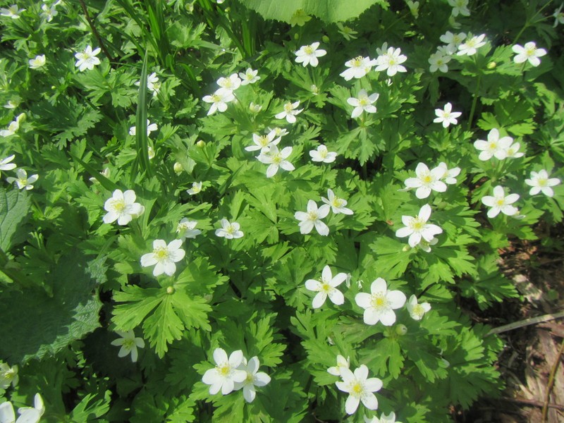 Anemonastrum flaccidum photo 2