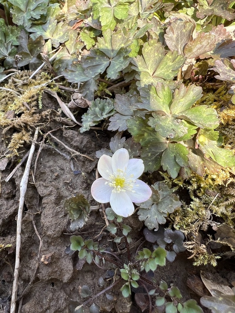 Anemonastrum flaccidum photo 3