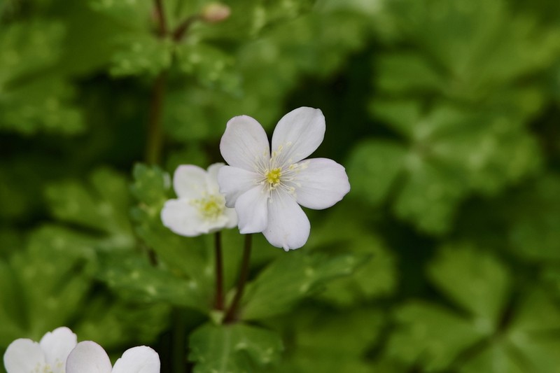 Anemonastrum flaccidum photo 4