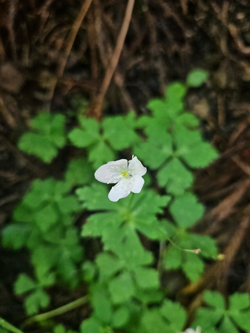 Anemonastrum flaccidum photo 5