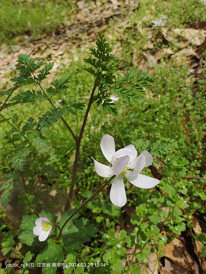 Anemonastrum flaccidum photo 6