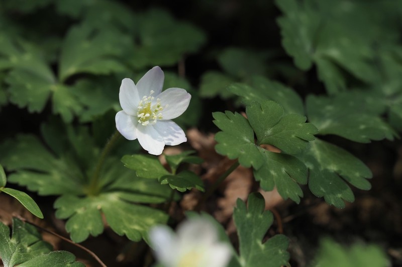 Anemonastrum flaccidum photo 7