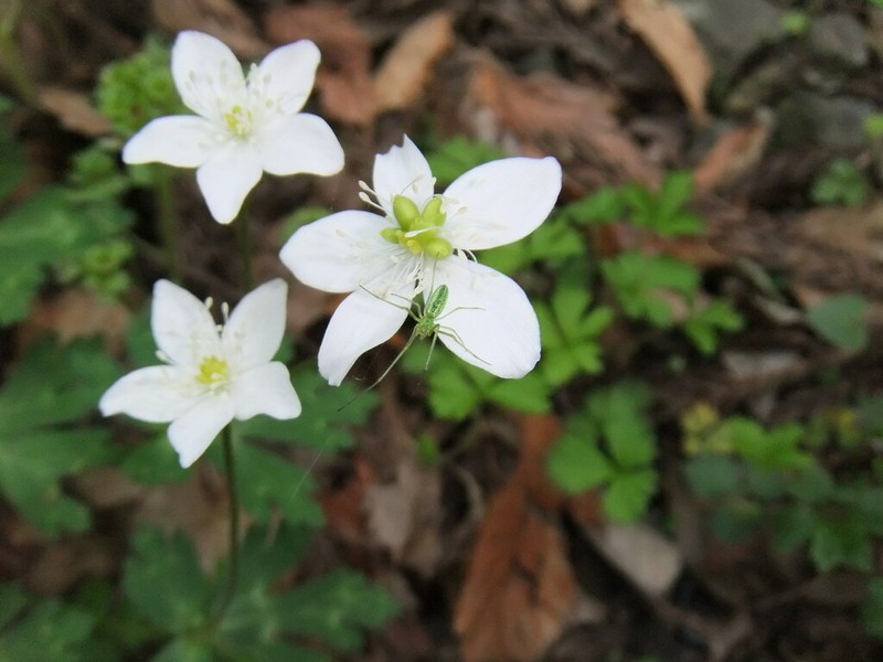 Anemonastrum flaccidum photo 8