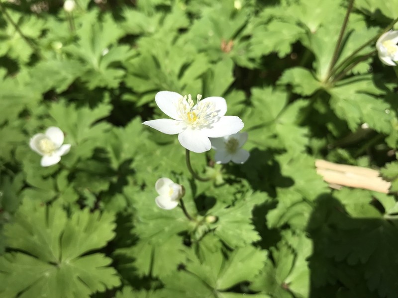 Anemonastrum flaccidum